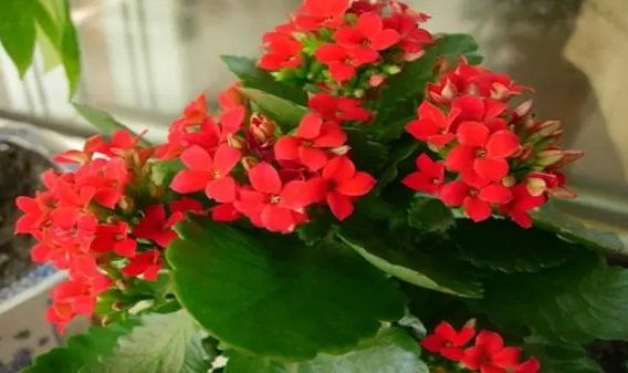 紅景天養(yǎng)殖秘籍：打造高原風情綠植，打造家居生態(tài)新境界??